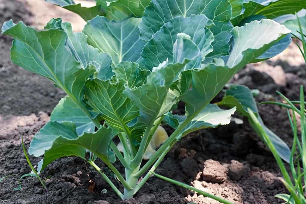 Hybrid Mid Maturity Vigorous Growing Purple Cabbage For Sowing – Heirloom, Non-GMO, High Germination Organic Garden Seeds