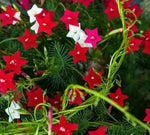 Starry Flower Seeds for Urban Garden