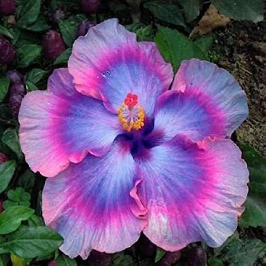 Rosa - Lila for planting in home garden
