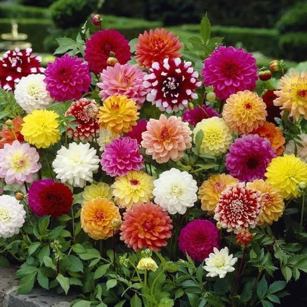 Dahlia Flower Seeds Mixed Colors