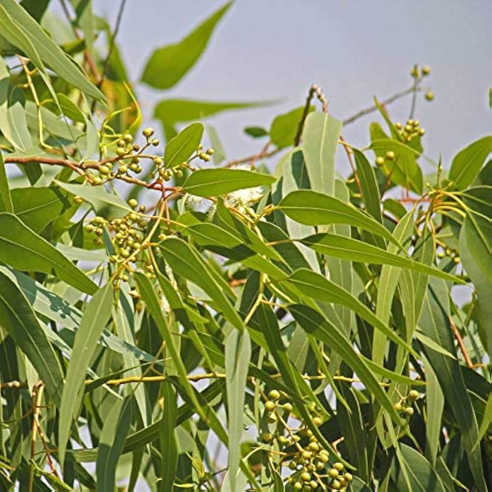 Green Eucalyptus Nitens Tree Seeds for Outdoor Landscaping and Trees – Fresh Herb for Your Garden