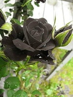 Black Rose Rosa Black Seeds for planting in flower bed