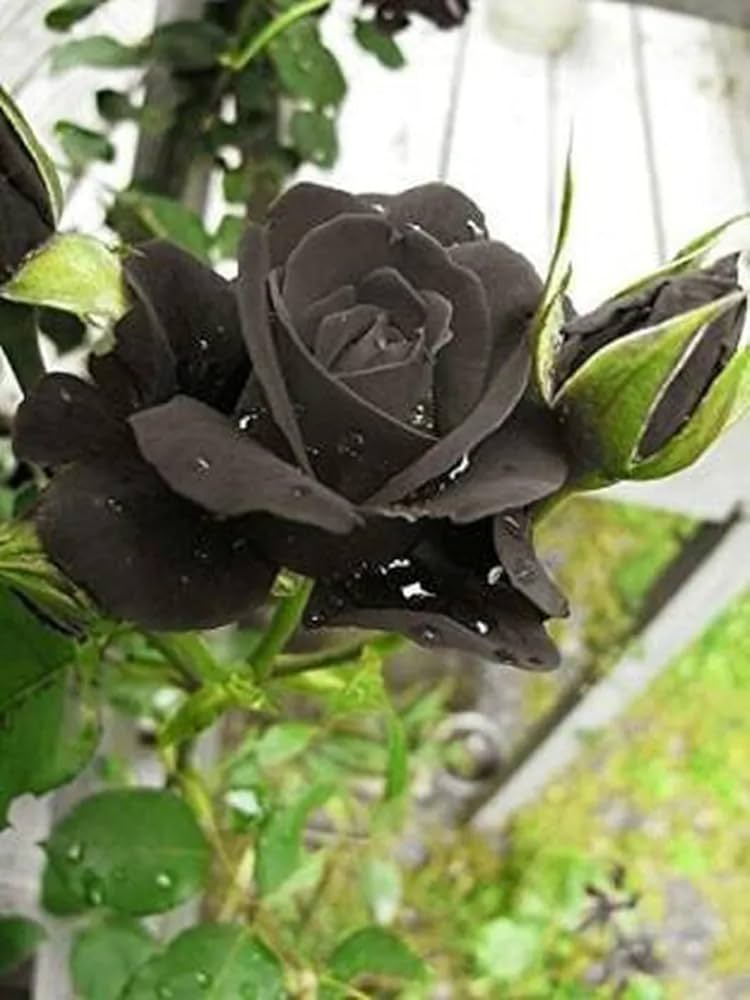 Black Rose Rosa Black Seeds for planting in flower bed