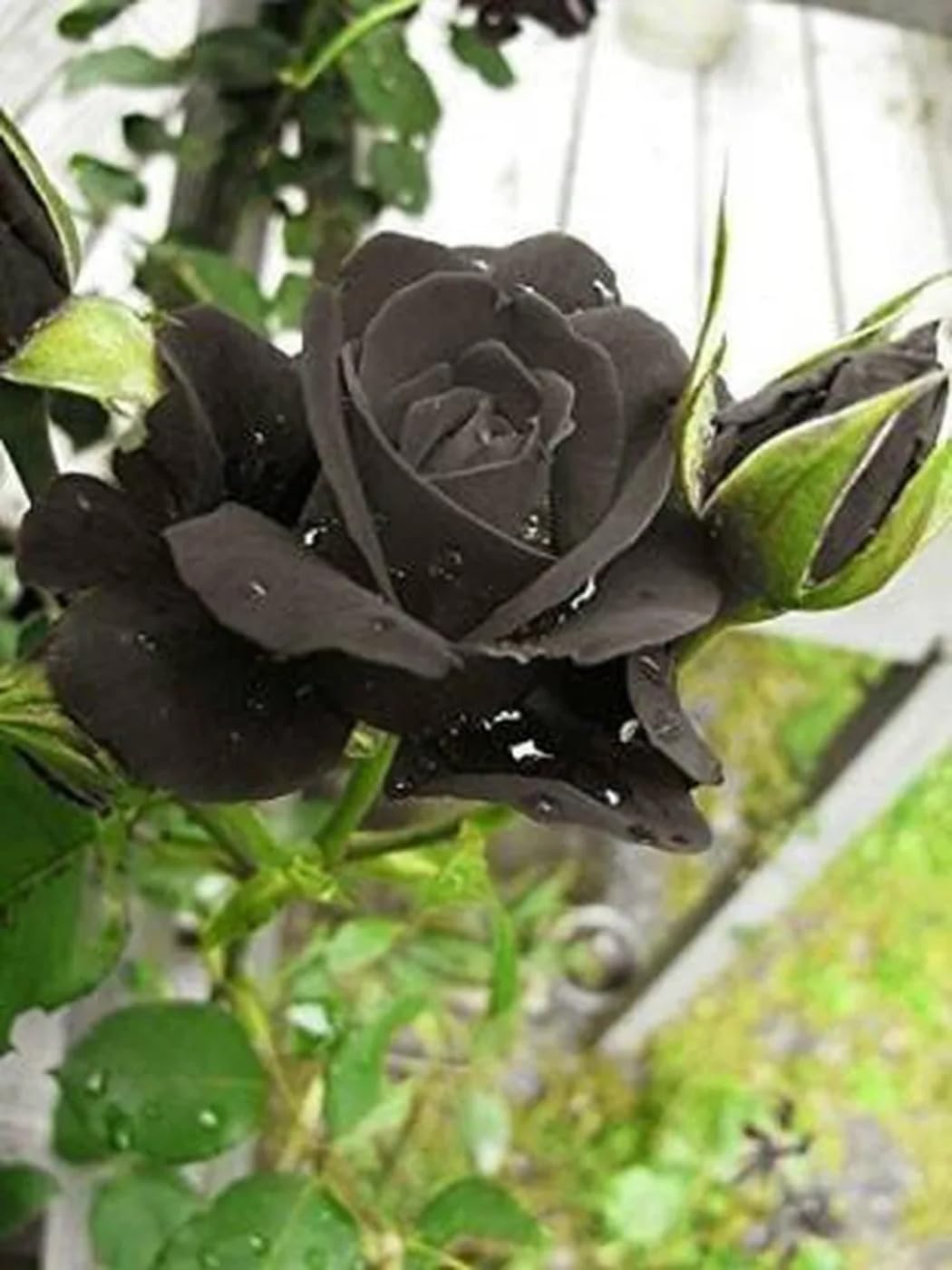 Holland Rose Seeds for Planting in Flower Bed & Garden