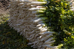 Brown radish seeds for planting in urban farms and vegetable beds