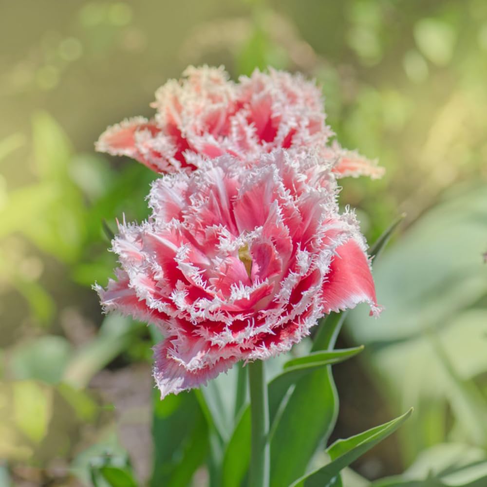 Tulip Tulipa Gesneriana Double Flower Seeds for Planting in home garden or spring garden beds