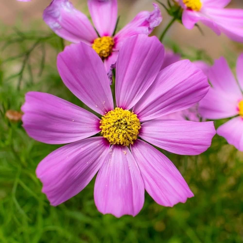 Double Cosmos Bipinnatus Flowering Seeds For Planting in home garden and seasonal flower beds