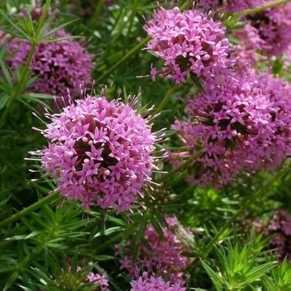 Crosswort Phuopsis stylosa Pink Flower Seeds for Planting pollinator garden walkway borders