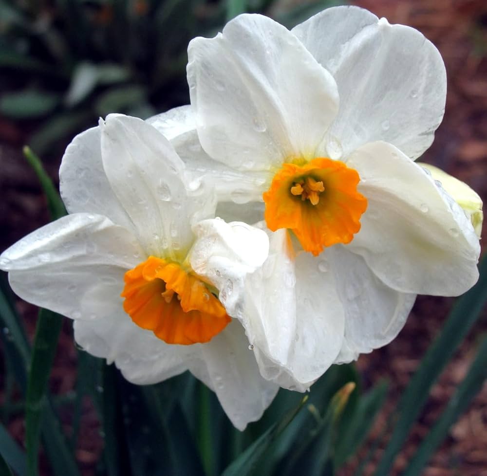 Daffodil Narcissus Pseudonarcissus Mixed Flower Seeds for Planting