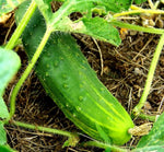 Rare green cucumber seeds for vegetable patch or garden
