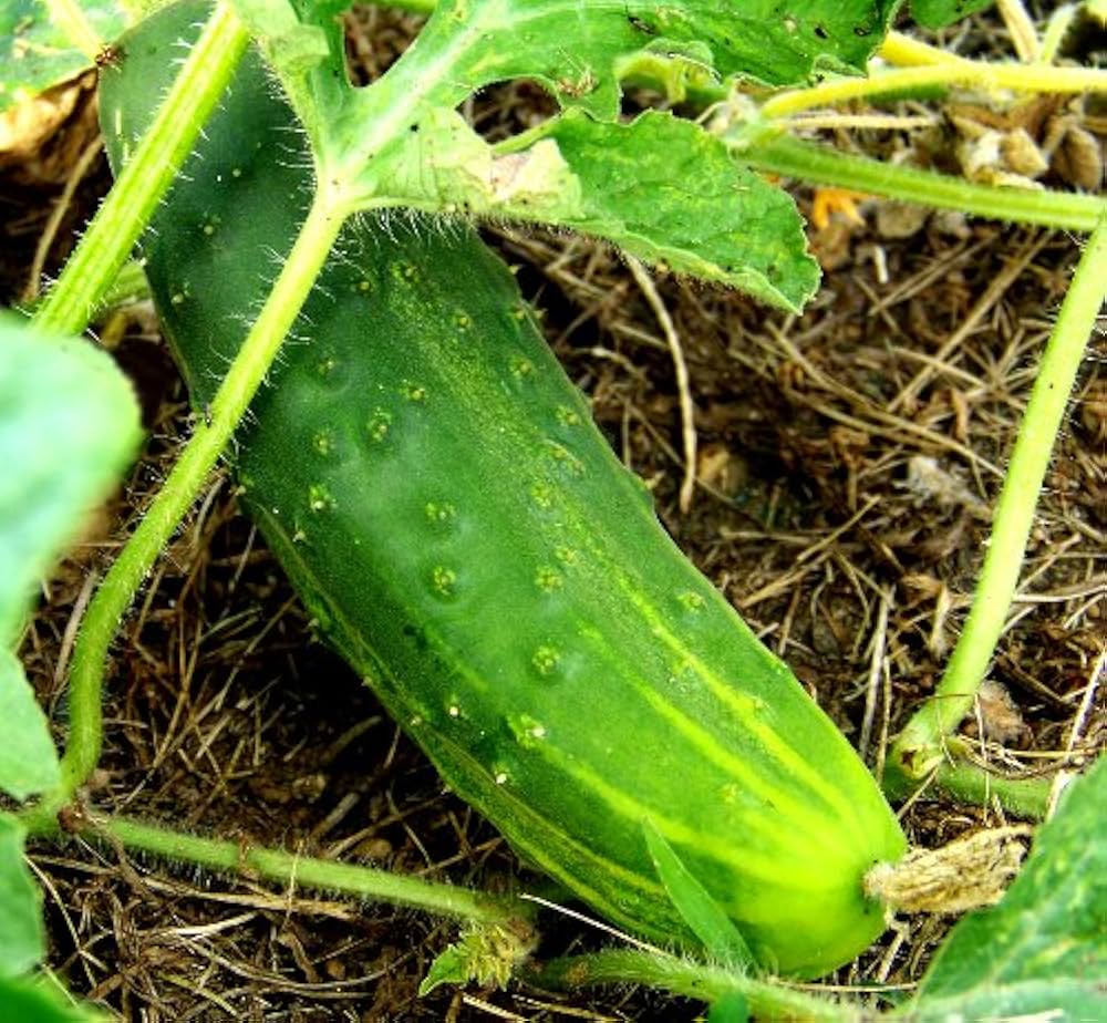 Rare green cucumber seeds for vegetable patch or garden