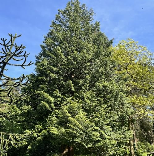 Green Thuja Plicata Tree