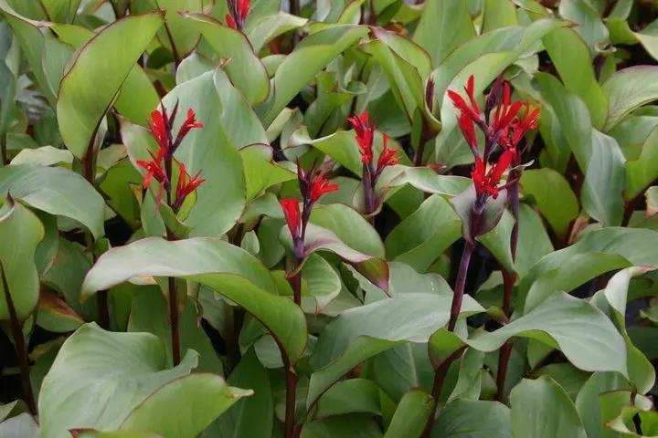 Canna Plant Seeds for Garden Planting - NON GMO Seeds Dhara Seeds