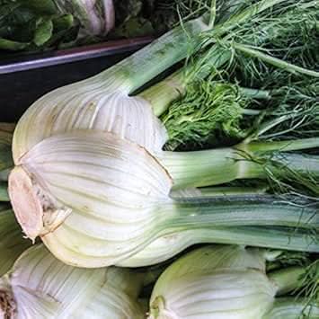 White Fennel Vegetable Seeds for Planting heirloom & Non-GMO Seeds