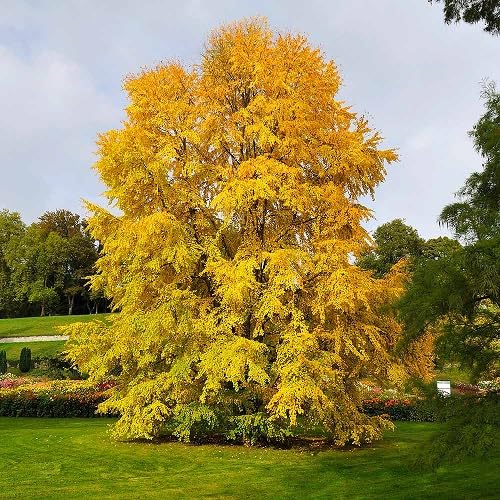 Yellow Cercidiphyllum Tree