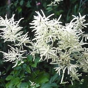 Dwarf Goat’s Beard Aruncus dioicus for planting in flower bed