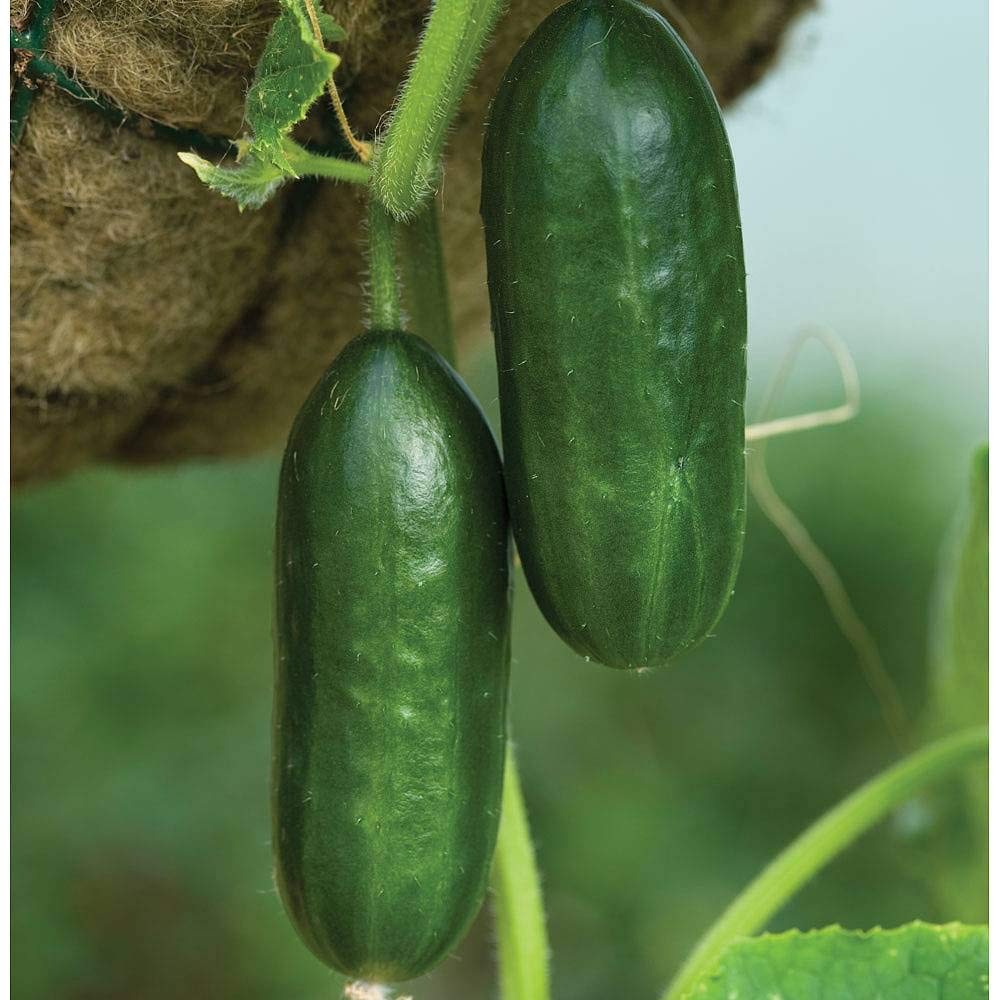 Mini Cucumber Cucumis sativus Vegetable Seeds for Planting in Vegetable Patch