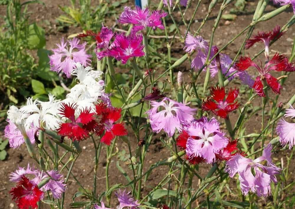 Dianthus Superbus Fringed Pink Flower Seeds for vertical gardens and home planting