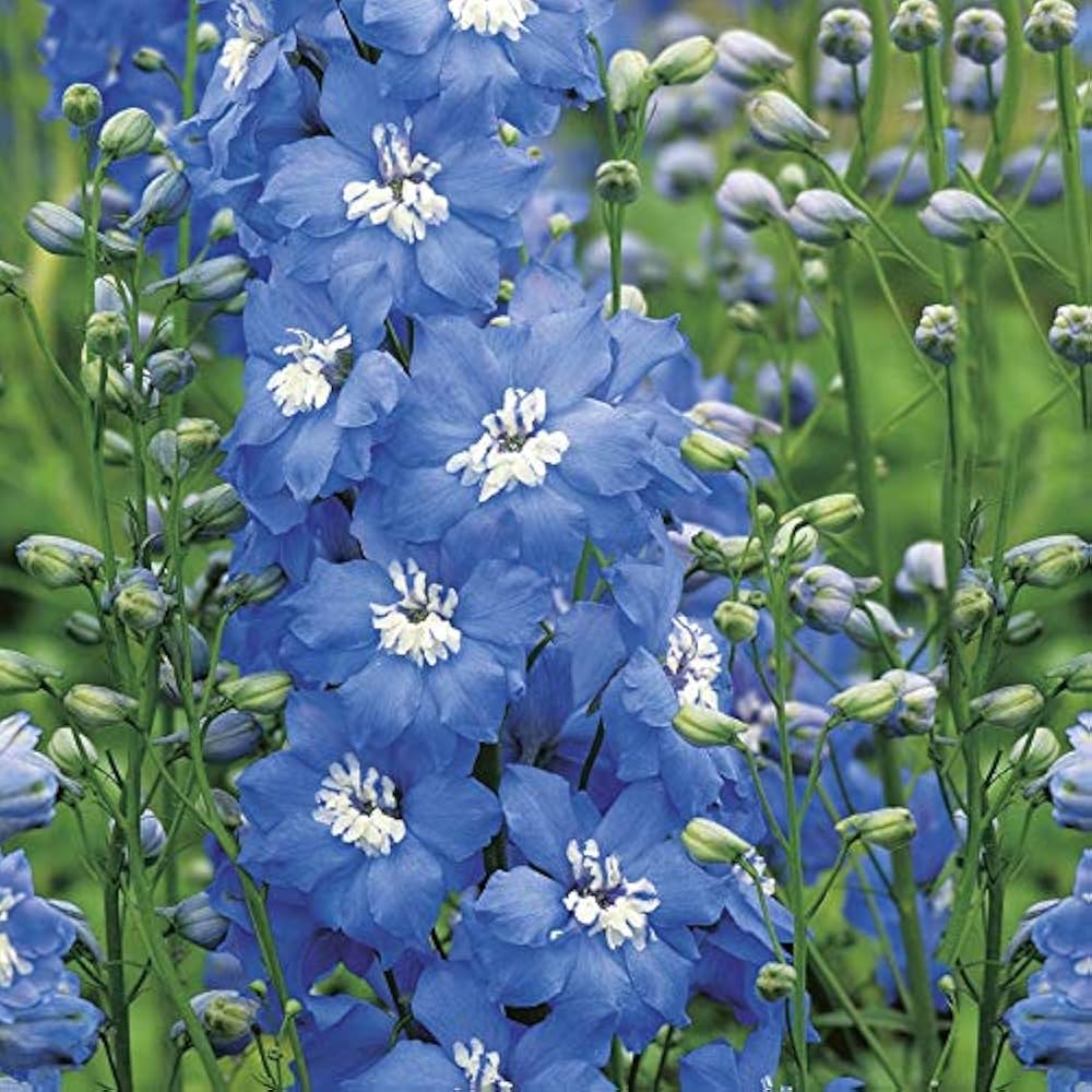 Summer Skies Delphinium Cultorum bulk flower seeds