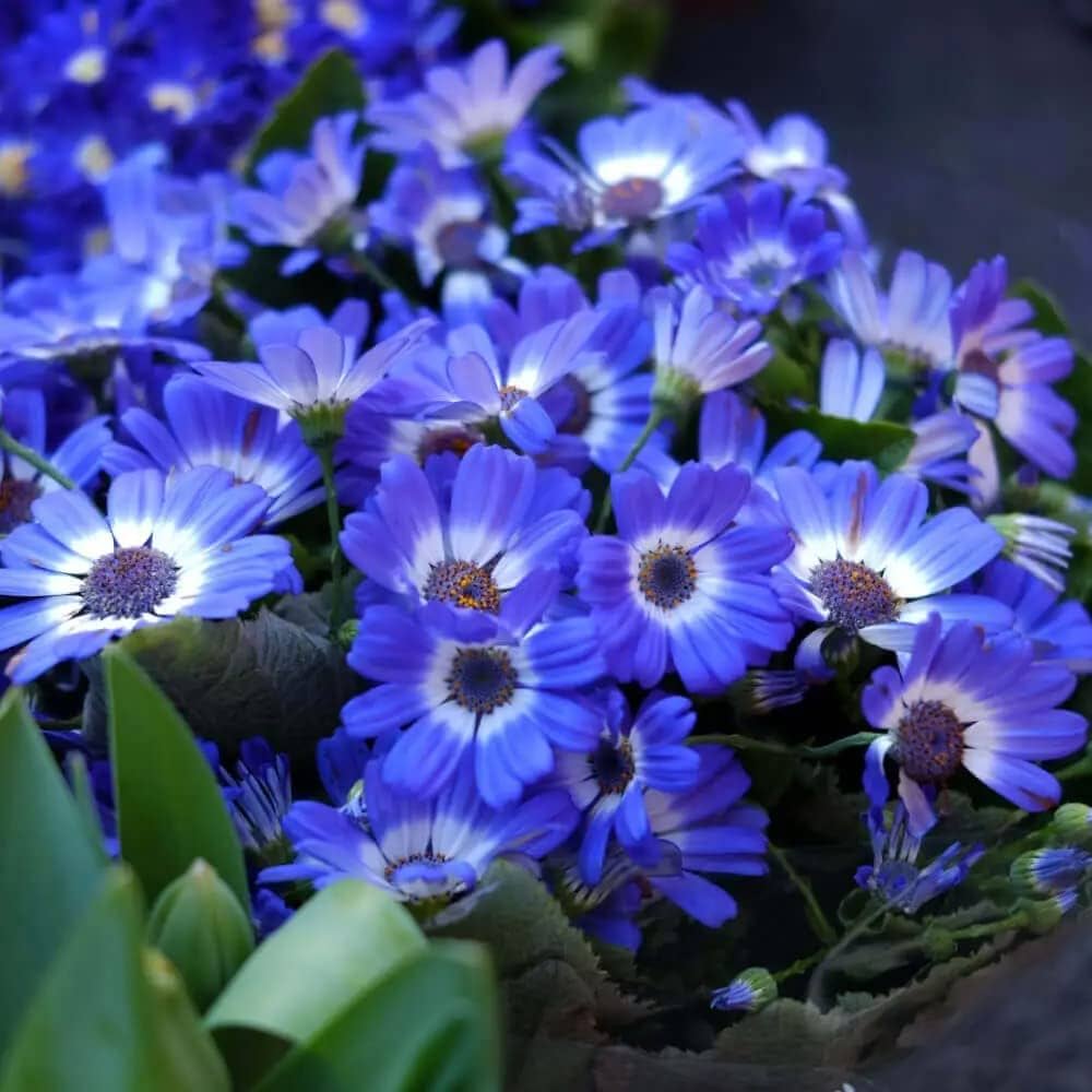 Cineraria Mixed Flower Seeds for Planting flower bed