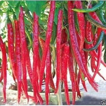 Thai Hot Pepper Seeds for Planting