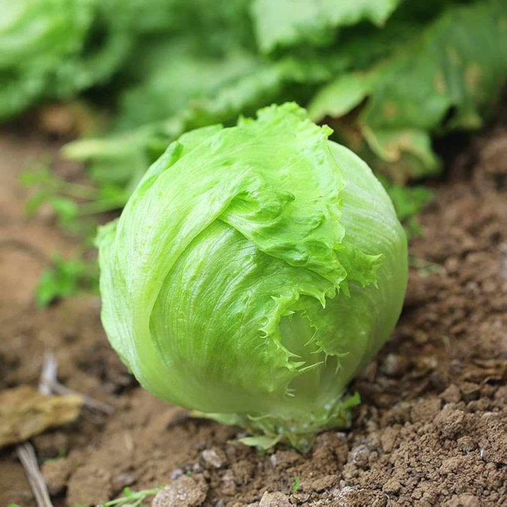 Bernet Lettuce Seeds for Planting Lactuca sativa Urban Garden Salad Bed