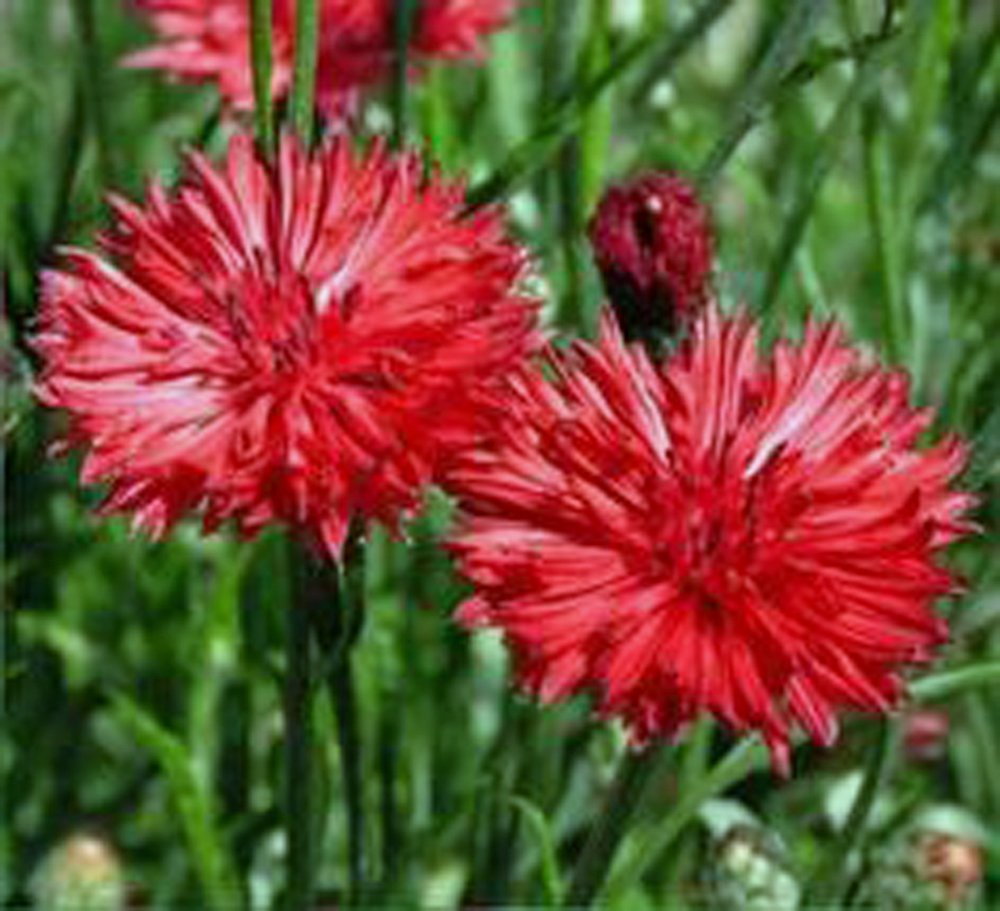 Red Bachelor Button Centaurea cyanus Seeds for Planting flower bed butterfly garden