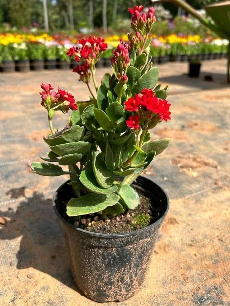 Kalanchoe Kalanchoe blossfeldiana flower seeds for planting in indoor pots and sunny balconies