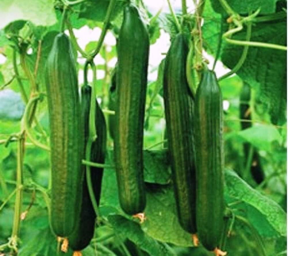 Tendergreen Burpless Cucumber Seeds Cucumis sativus for Planting in Urban Garden