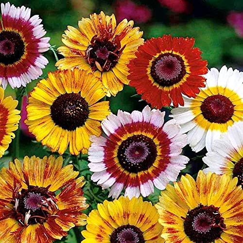 Daisy Chrysanthemum carinatum Rainbow Flower Seeds for Planting in backyard garden or borders