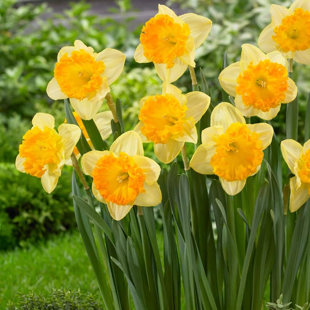 Daffodil Narcissus Yellow Orange Seeds for Planting flower bed yard