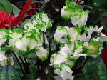 Light Green Cyclamen Flower Seeds for Planting - NON GMO Seeds Dhara Seeds