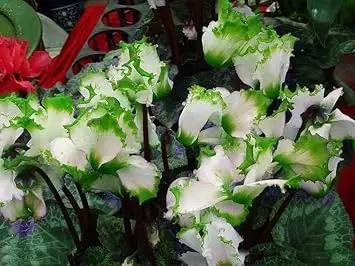 Light Green Cyclamen Flower Seeds for Planting - NON GMO Seeds Dhara Seeds