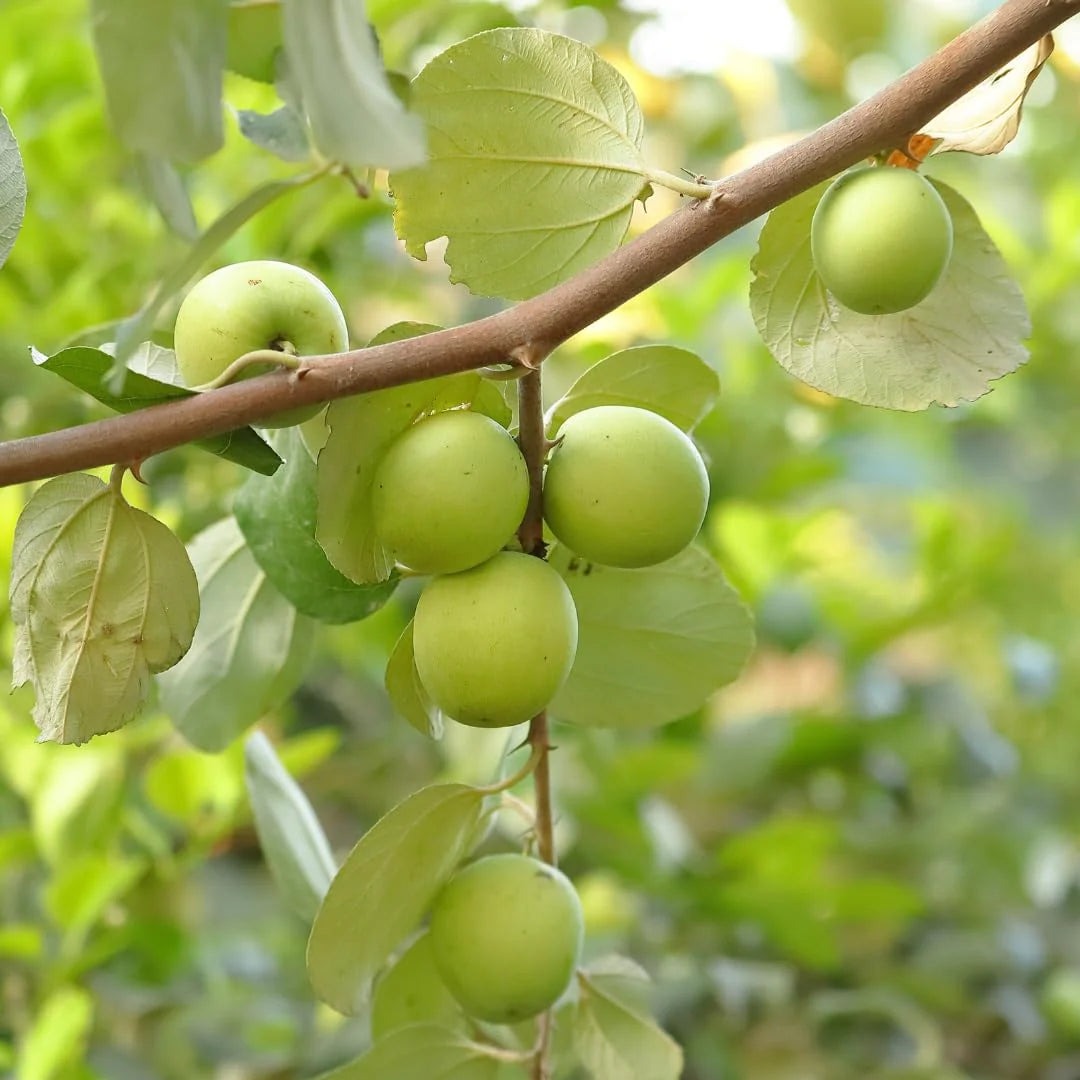 Ziziphus Plant Seeds – Hardy & Resilient-Heirloom & Non-GMO Seeds for planting – Fresh Herb for Your Garden