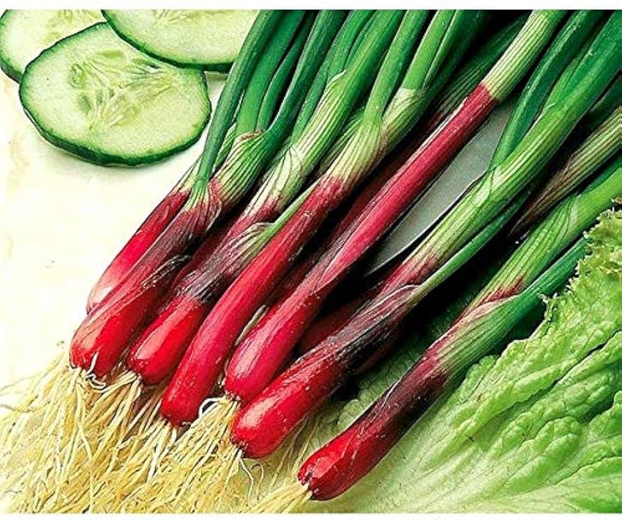 Red Bunch Onion – Allium cepa seeds for vegetable gardens
