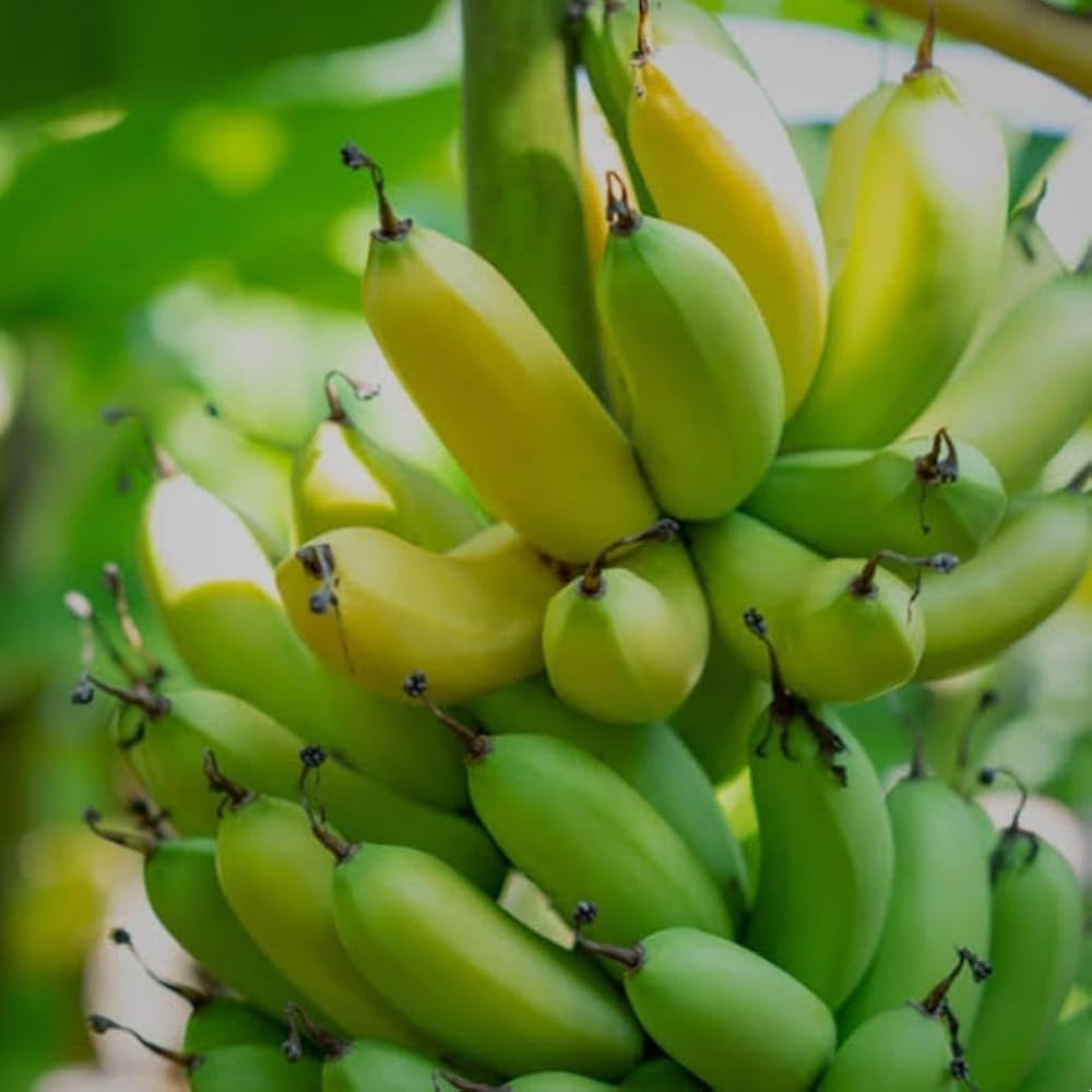 Raw Banana or Plantains Fruit Seeds - Non-GMO, Sweet and Juicy for Indoor or Outdoor Gardens