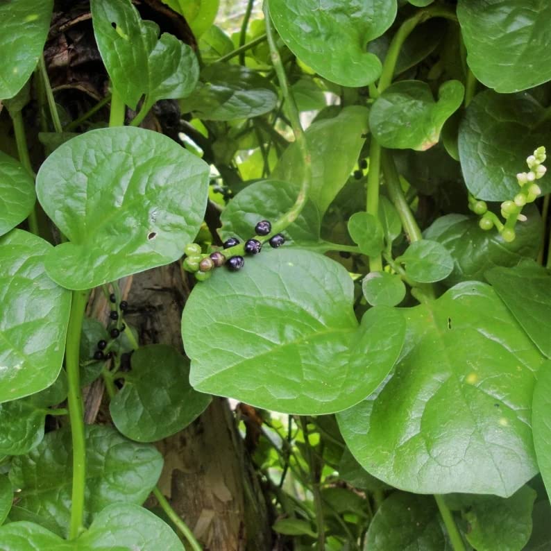 Malabar spinach Basella alba vegetable seeds for planting in vertical gardens