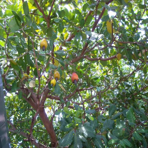 Green Cashew Tree