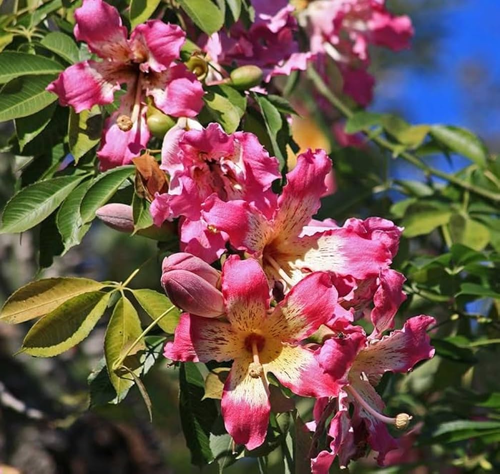 Chorisia Insignis Flower Seeds for Planting, 100 seeds for planting in home garden