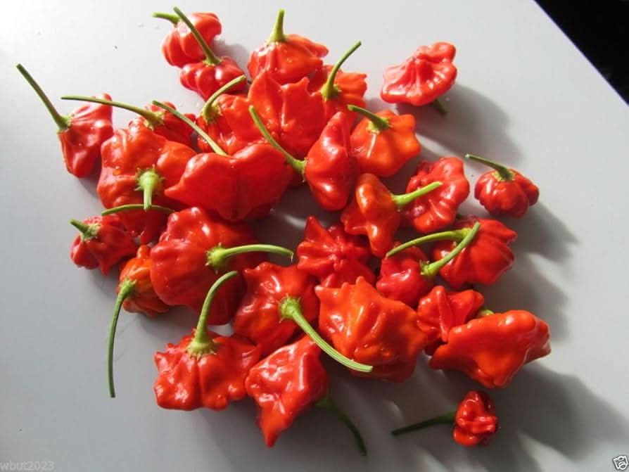 Brazilian Starfish Pepper Seeds for growing unique, star-shaped chili peppers with sweet heat, perfect for sauces, salsas, and container gardening.