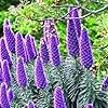 Echium fastuosum Candicans Seeds – Adder Plant Purple Flowers