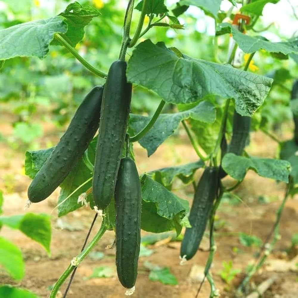 Straight Nine Cucumber (Cucumis sativus) seeds for planting in vegetable patch