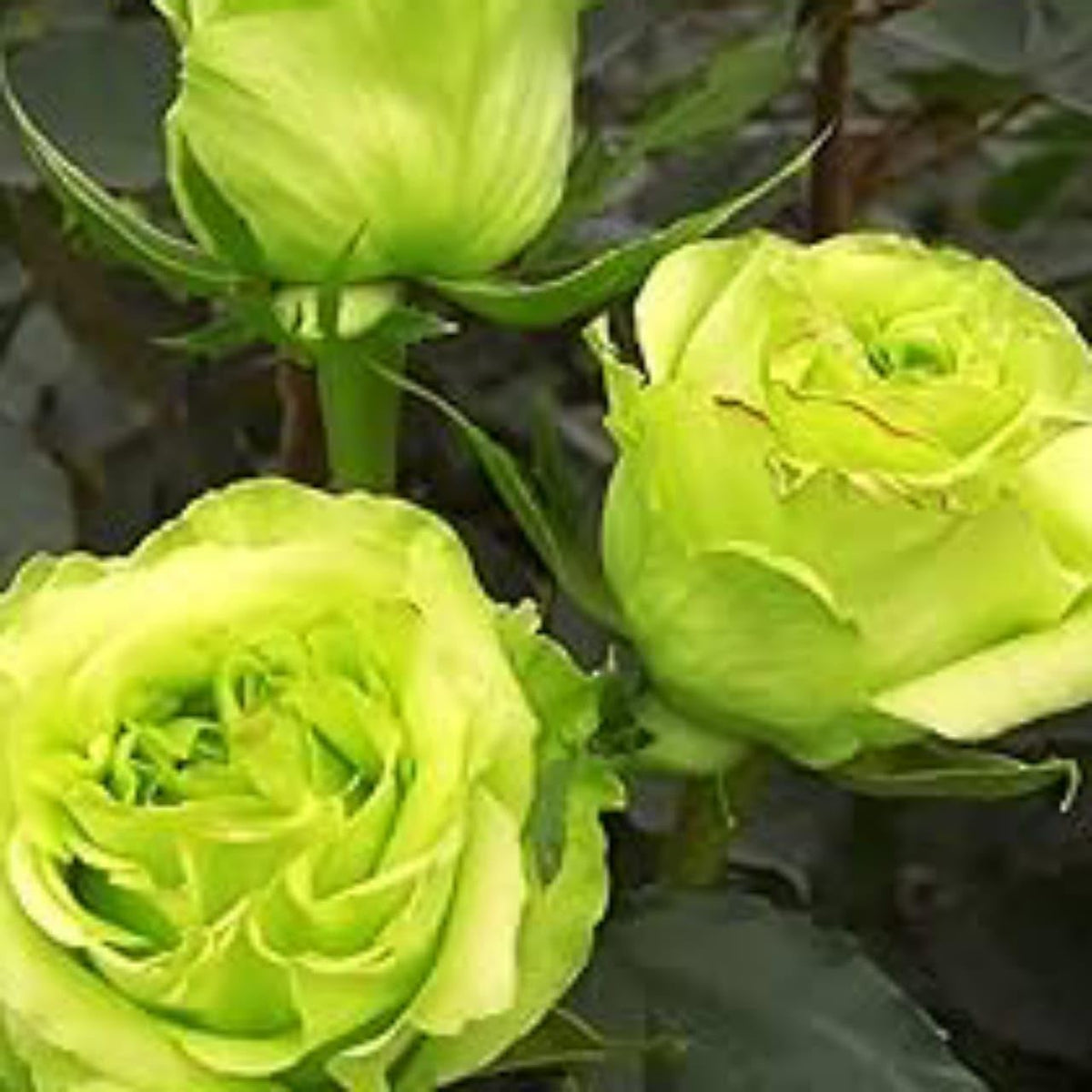 Green Rose Seeds for Planting Ornamental Flower Garden Pots