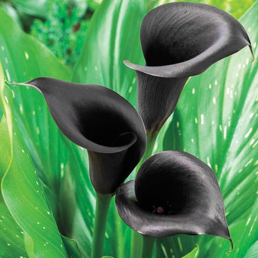 Calla Lily Elegant Perennial Flowering Seeds For Planting