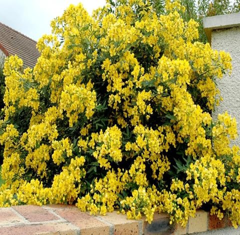 Yellow Cassia Corymbosa Flower - Heirloom, Non - Gmo Seeds