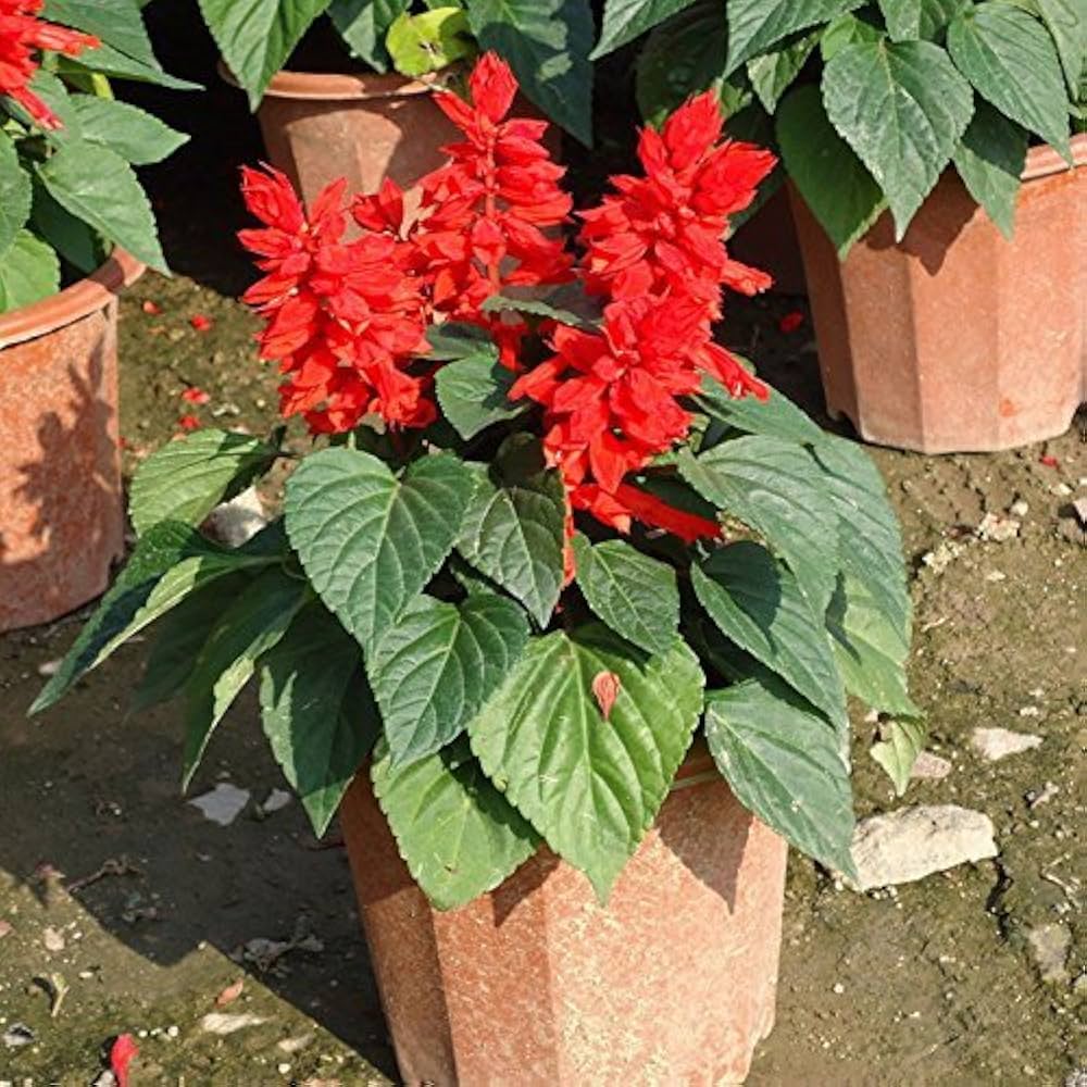 Salvia Honeydew Garden Seeds ( Packets) for Outdoor Planting