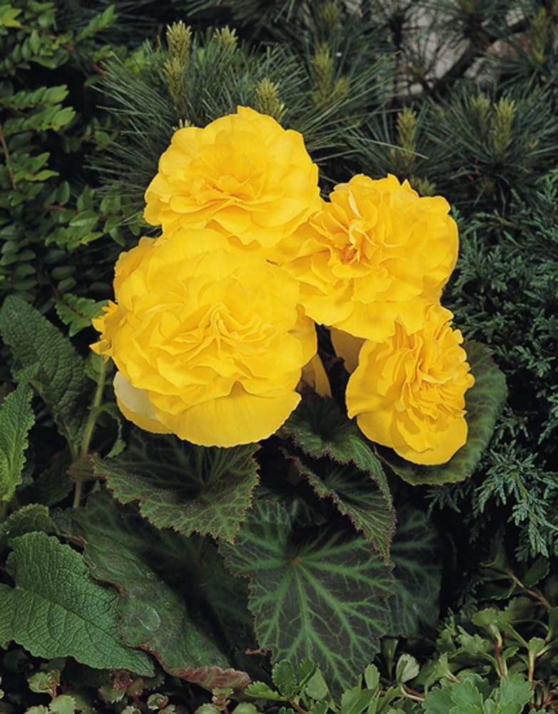 Begonia tuberhybrida Nonstop Mocca Mix flower seeds for planting in shaded pots or home garden beds