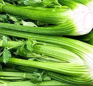 Celery Apium Graveolens Tall Utah Vegetable Seeds for Planting – Heirloom Variety for Garden Beds and Fresh Harvests