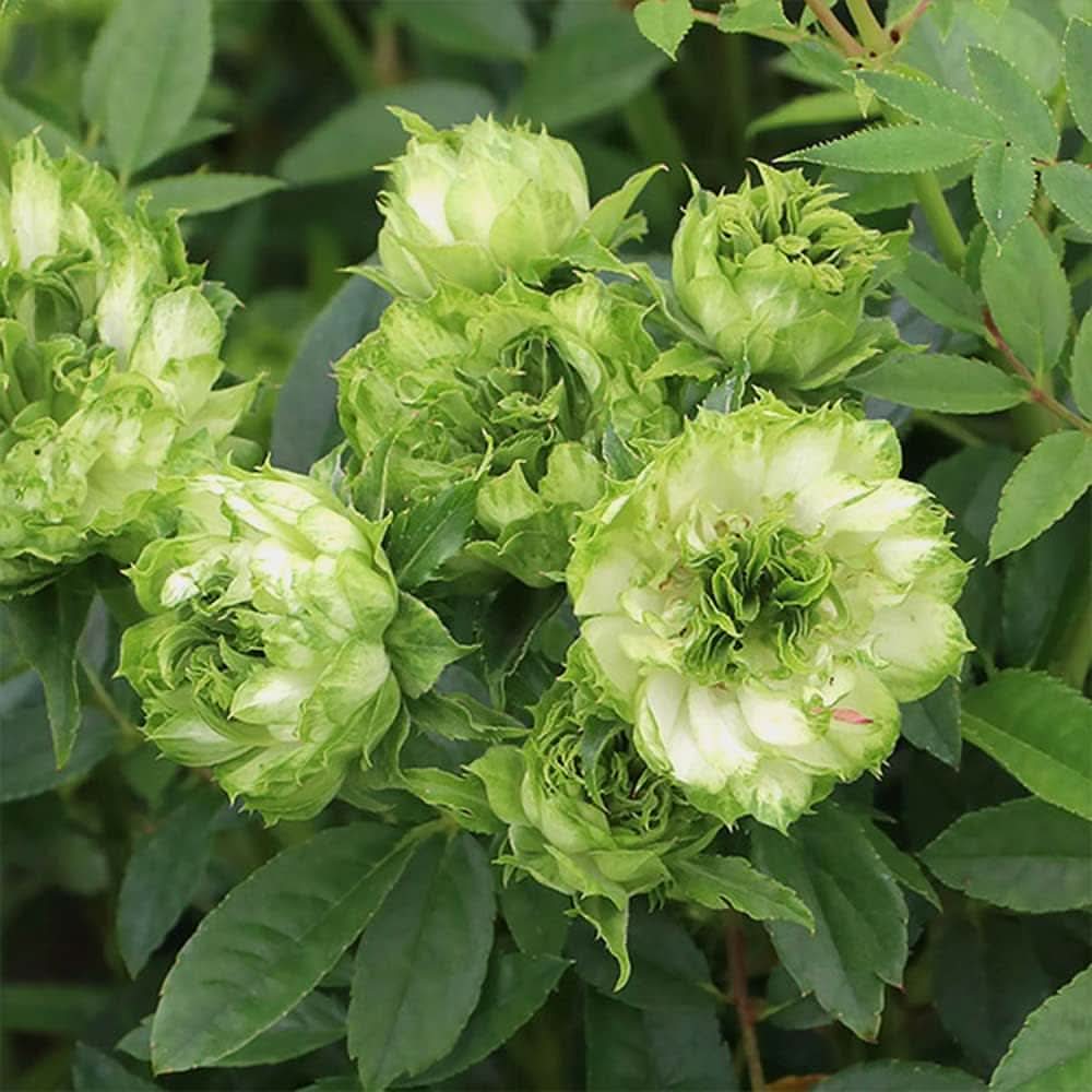 Green Rose Unique Perennial Flower Seeds for Garden, Flowering Seeds For Planting