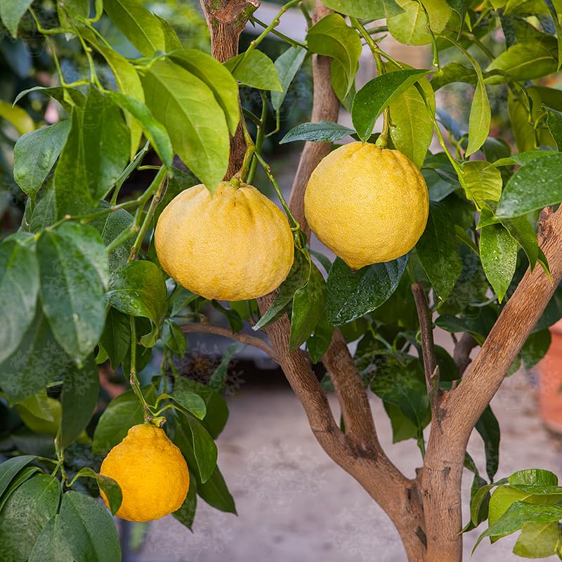 Yellow Bergamot Fruit - Heirloom, Non - Gmo Seeds